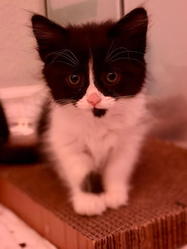A young medium-sized male Black & White / Tuxedo Domestic Long Hair cat named PressDoh for adoption in Fort Collins, CO