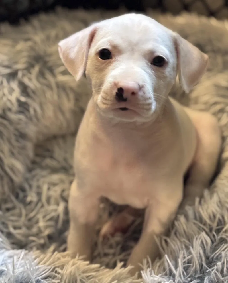 A young medium-sized female White / Cream Mixed Breed dog named Rosita for adoption in Grafton, MA
