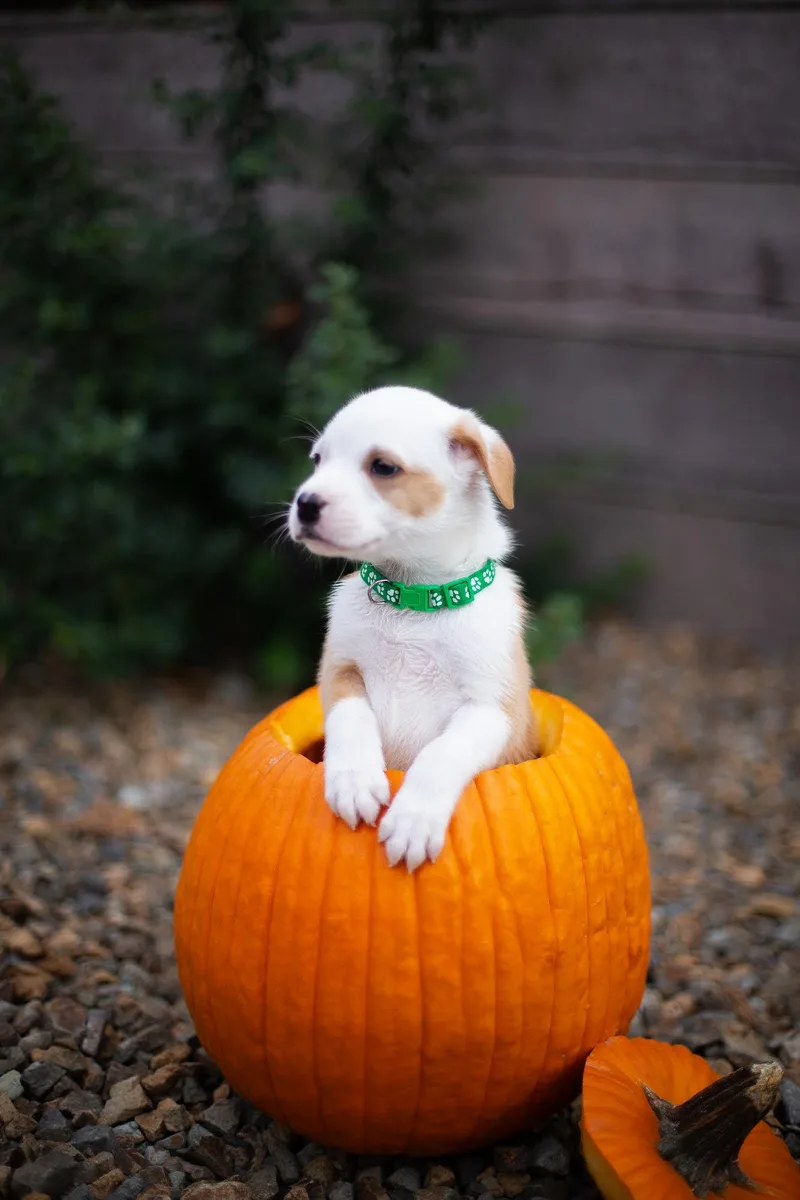 A baby medium-sized male Yellow / Tan / Blond / Fawn Australian Shepherd dog named Luke for adoption in Las Vegas, NV