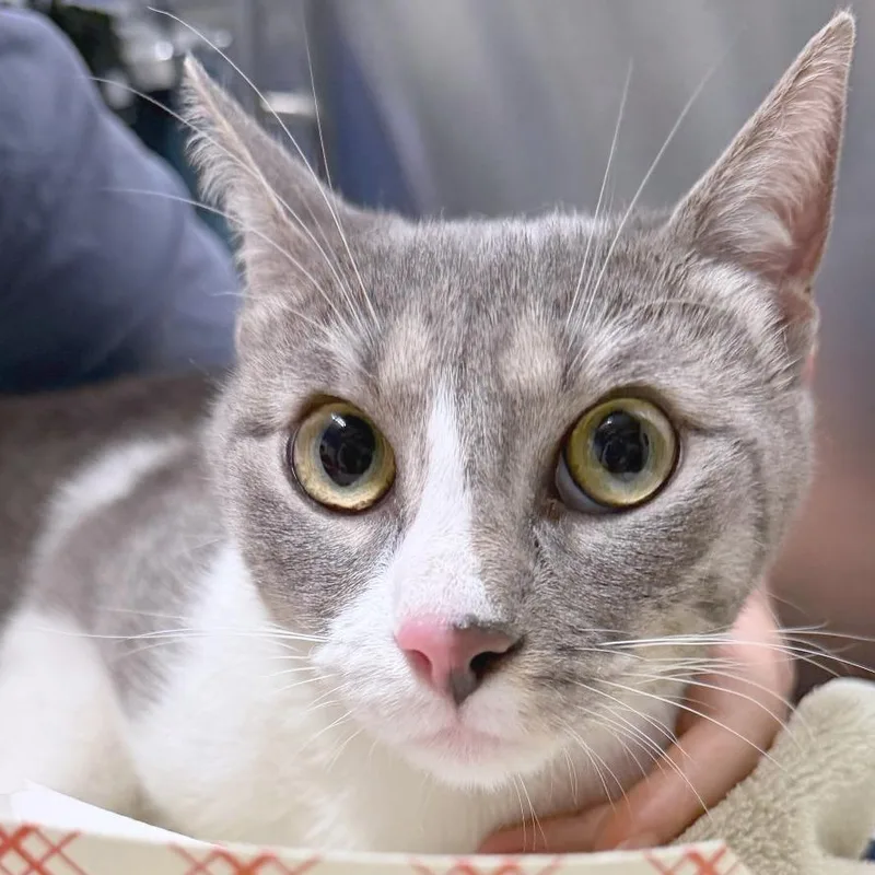 A young large-sized female Gray / Blue / Silver Domestic Short Hair cat named Rosie for adoption in Providence, RI