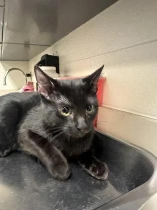 A baby small-sized female Black Domestic Short Hair cat named Rune for adoption in Wichita, KS