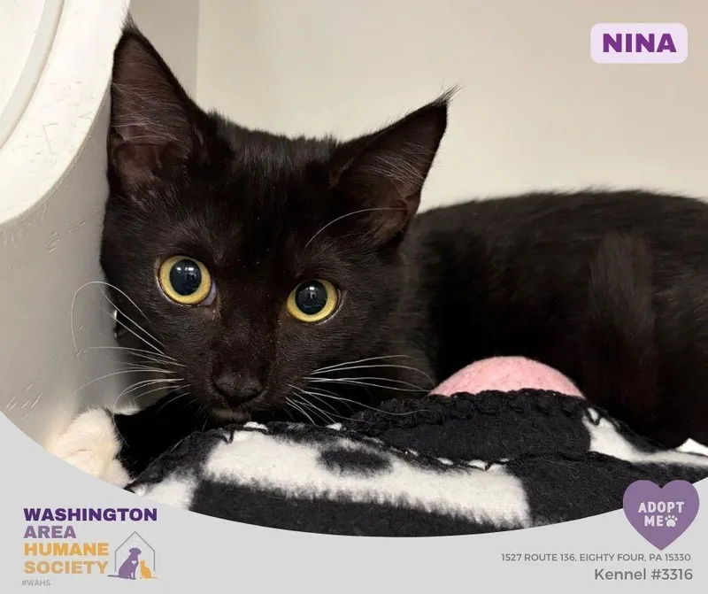 A baby small-sized female Black & White / Tuxedo Domestic Short Hair cat named Nina for adoption in Eighty Four, PA