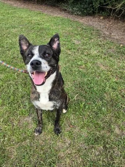 An adult medium-sized male White / Cream Cattle Dog dog named Vincent for adoption in Houston, TX