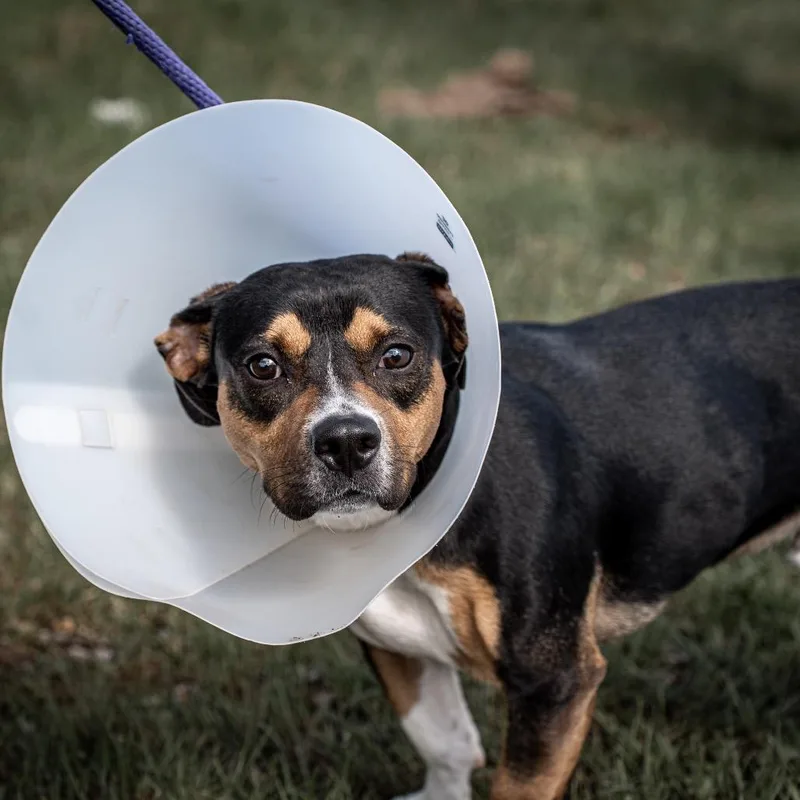 An adult medium-sized male Black Basset Hound dog named Milo for adoption in Tomah, WI