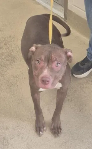 A young medium-sized female Pit Bull Terrier dog named Sandy for adoption in Decatur, IL