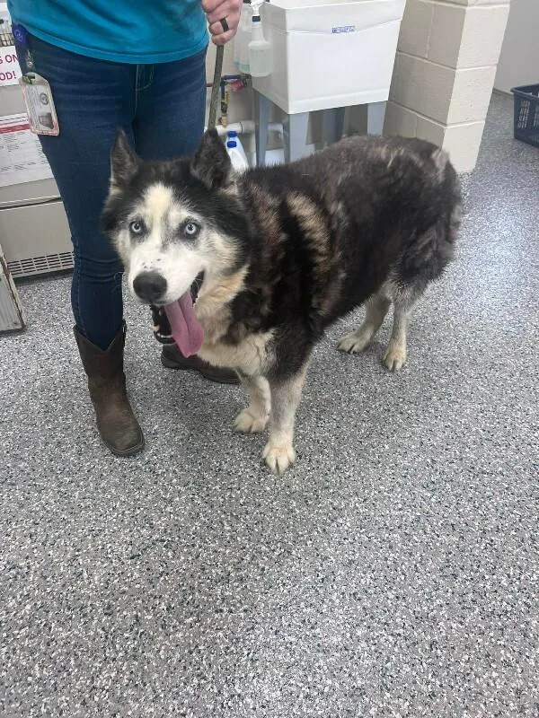 An adult medium-sized male Black Siberian Husky dog named Apollo for adoption in Burgaw, NC