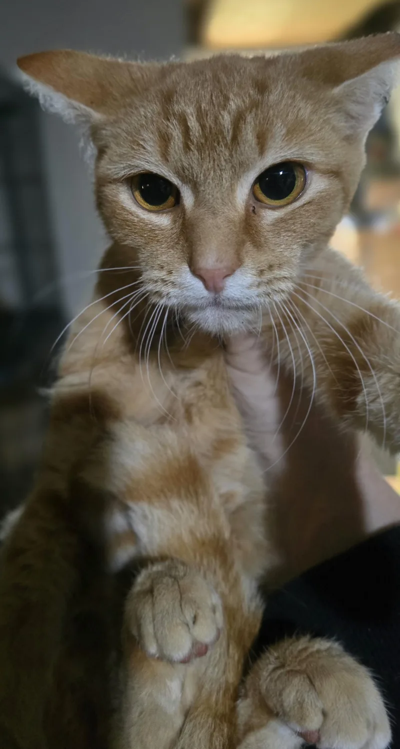 A baby medium-sized male Tabby (Orange / Red) Domestic Short Hair cat named "Scabble" Carving Out a for adoption in Elizabeth, PA