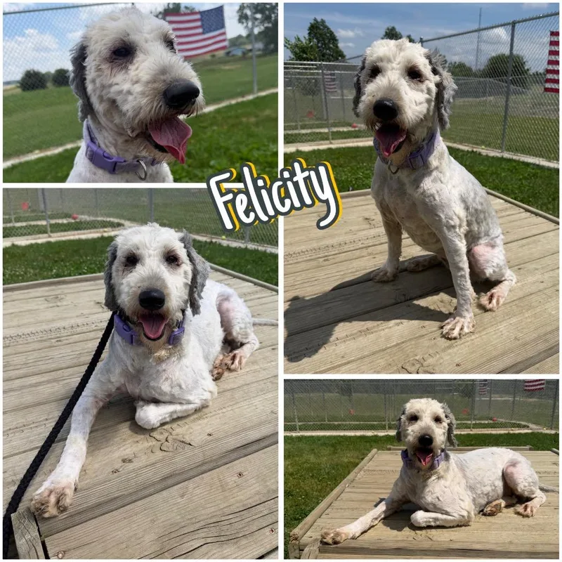 Felicity thumbnail 4