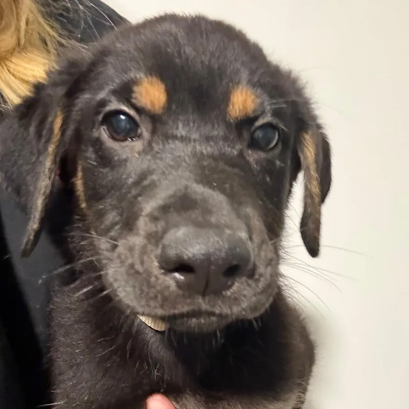A baby medium-sized male Black German Shepherd Dog dog named Polar for adoption in Avon, OH