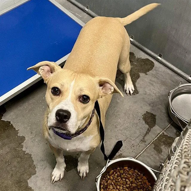 An adult large-sized female American Staffordshire Terrier dog named Quinn for adoption in Tavares, FL