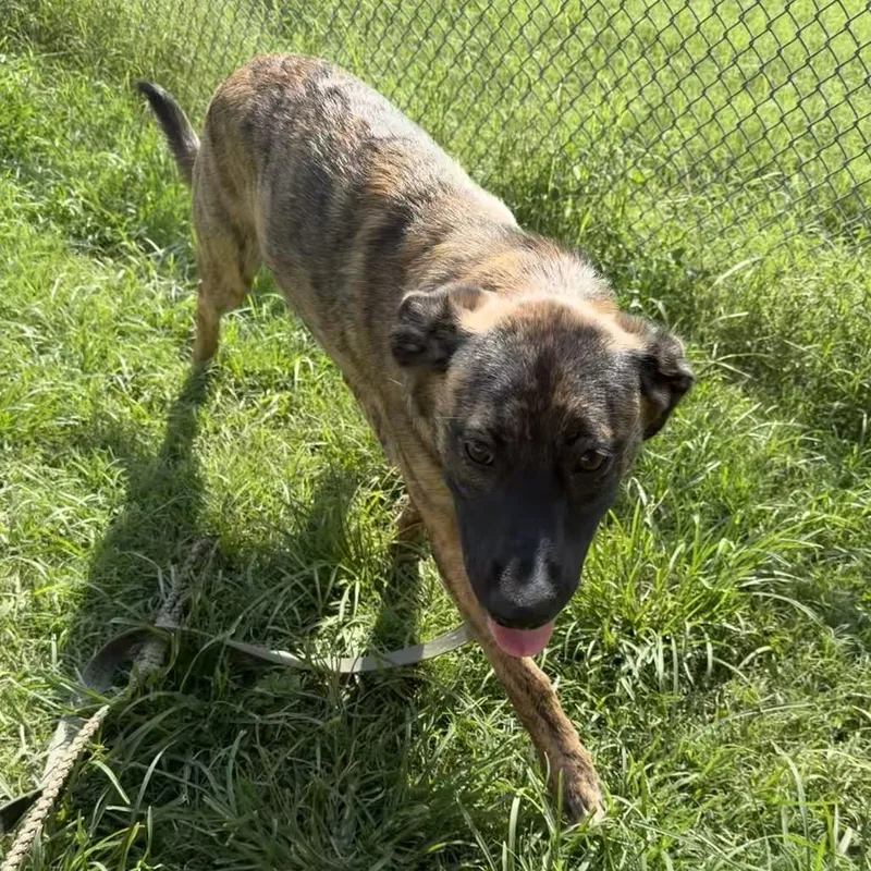A young medium-sized female Brindle Boxer dog named Razzmatazz for adoption in Austin, TX