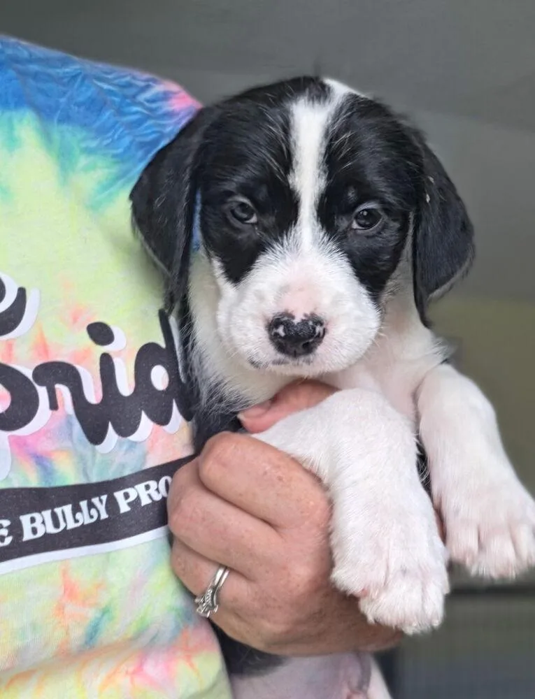 A baby small-sized male Tricolor (Brown, Black, & White) Terrier dog named Stan for adoption in Lakeland, FL