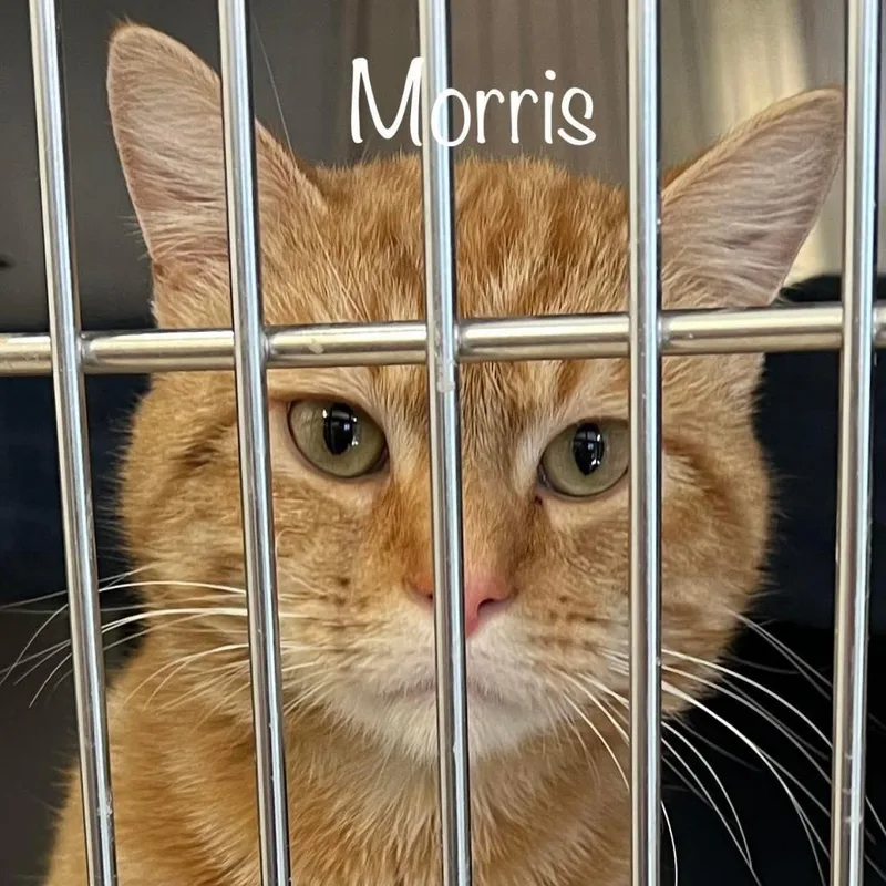 An adult large-sized male Orange / Red Domestic Short Hair cat named Morris for adoption in Madisonville, TN