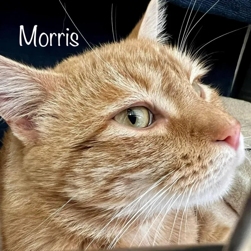 Morris thumbnail 4