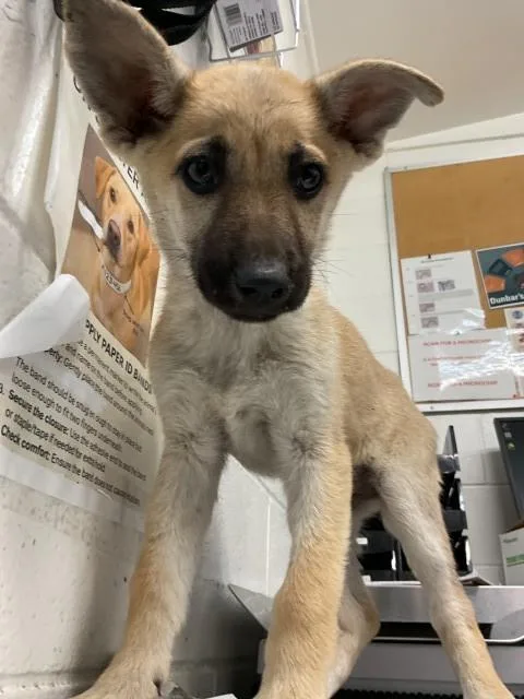 A baby small-sized female German Shepherd Dog dog named Pookie for adoption in San Bernardino, CA