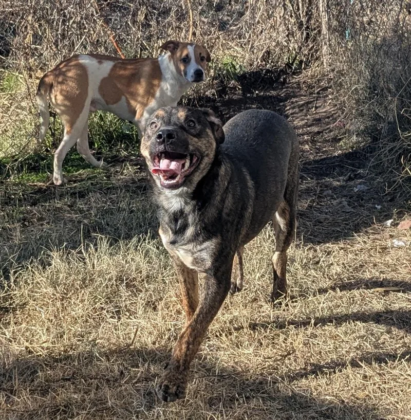 Chase