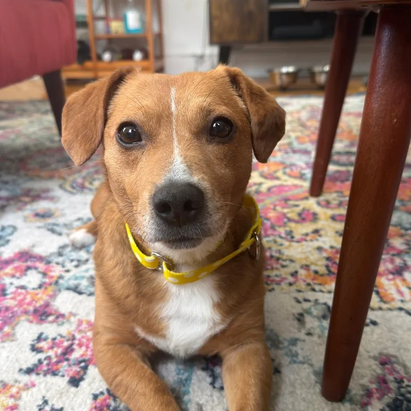 An adult small-sized male Yellow / Tan / Blond / Fawn Jack Russell Terrier dog named Ollie for adoption in Alexandria, VA