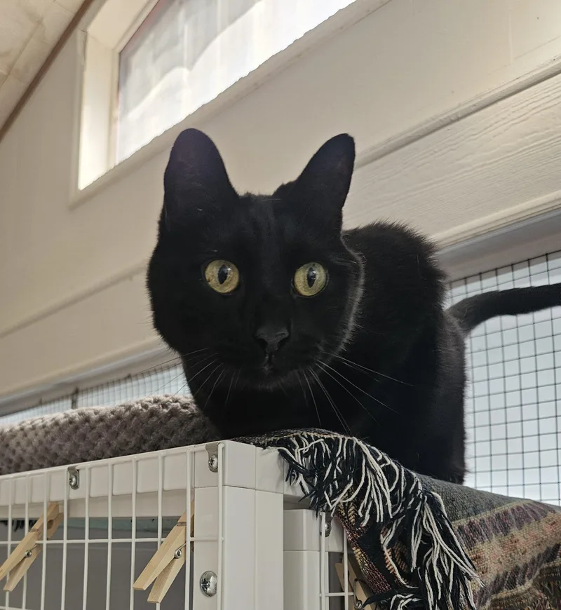 A senior medium-sized male Black Domestic Short Hair cat named Harley for adoption in Melbourne, FL