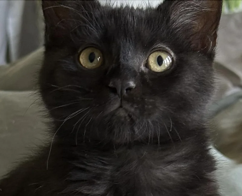 Darcy