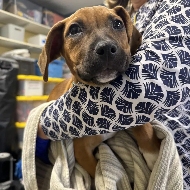 Astronomy Pup: Halley thumbnail 2