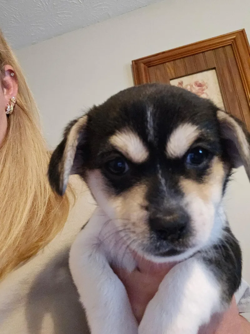 A young small-sized female Chihuahua dog named Sunny for adoption in Winder, GA