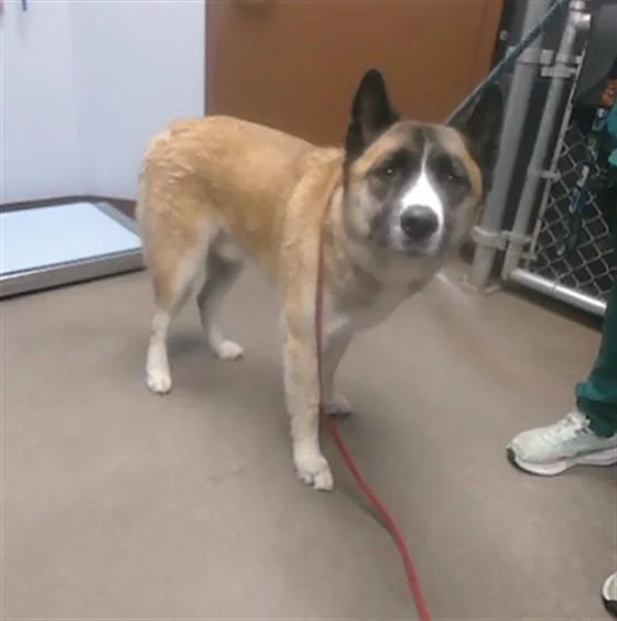 An adult large-sized male Husky dog named Archie for adoption in Phoenix, AZ