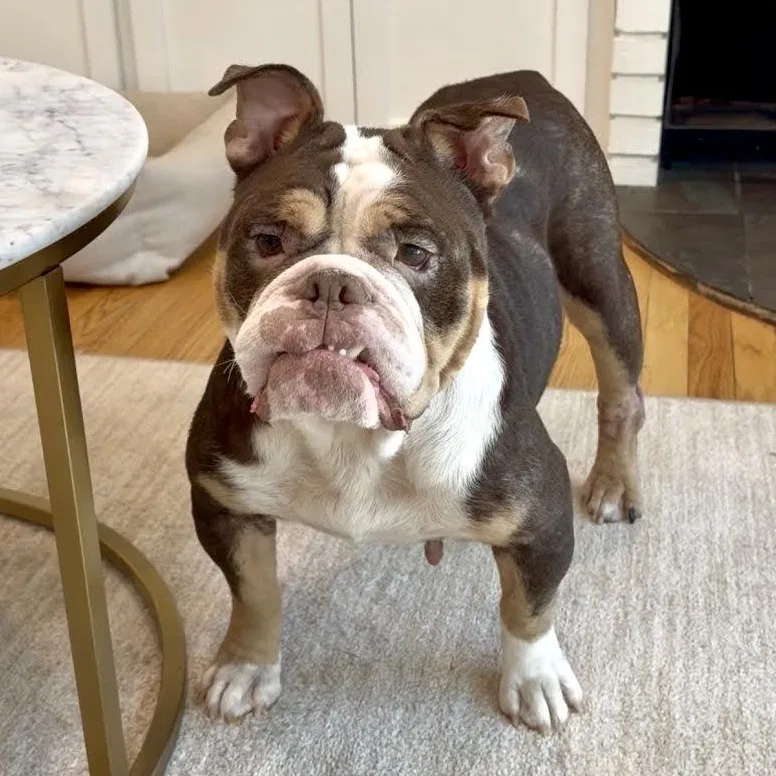 An adult medium-sized female English Bulldog dog named Clarice for adoption in Midlothian, VA