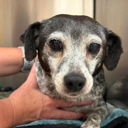 An adult small-sized female Black Mixed Breed dog named Lucille for adoption in North Charleston, SC