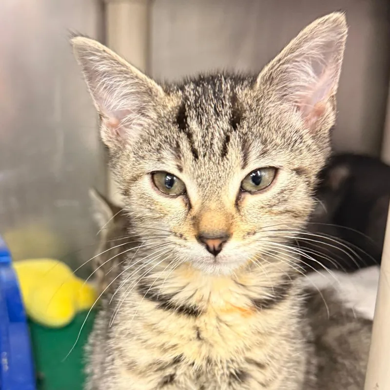 A baby small-sized female Brown / Chocolate Domestic Short Hair cat named Beans & Baristas for adoption in Evansville, IN