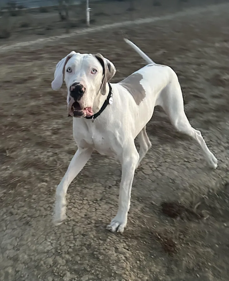 An adult extra large-sized male White / Cream Great Dane dog named Rocky for adoption in Knightsen, CA