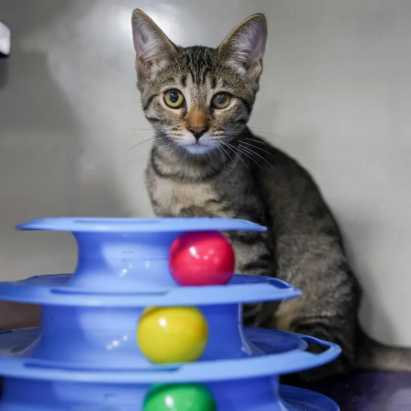 A baby small-sized female Brown / Chocolate Domestic Short Hair cat named Roxanne for adoption in Los Angeles, CA