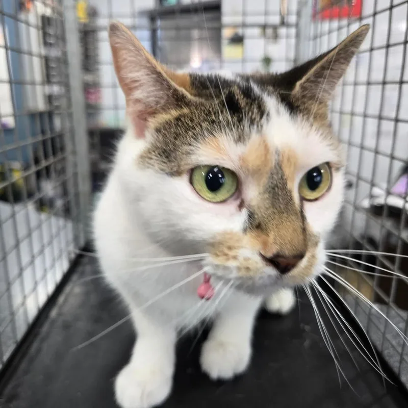 A baby medium-sized female White Domestic Short Hair cat named She She for adoption in Newark, NJ