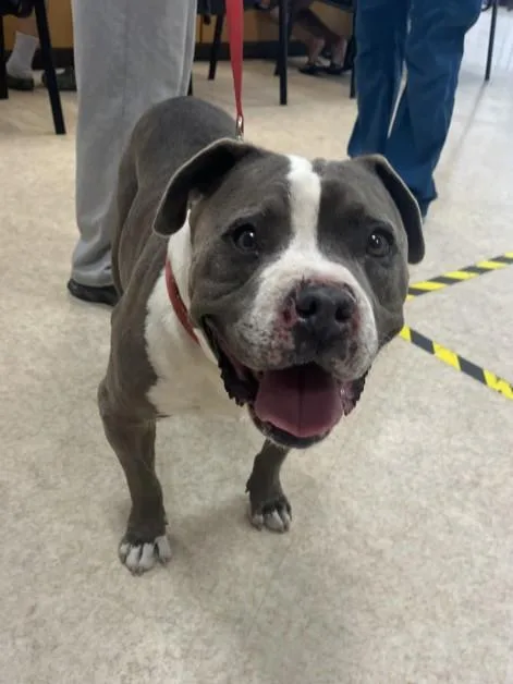 An adult large-sized male Pit Bull Terrier dog named Paulie for adoption in San Pedro, CA