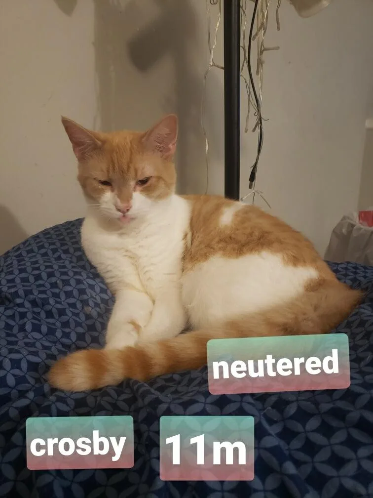 A baby medium-sized male Orange & White Domestic Medium Hair cat named Crosby for adoption in Crossville, TN