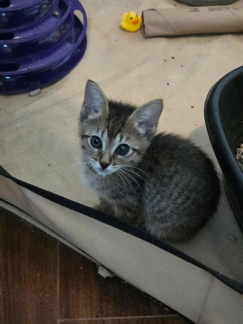 A young medium-sized female Domestic Short Hair cat named Canadian Wolf Bird for adoption in Camden, SC