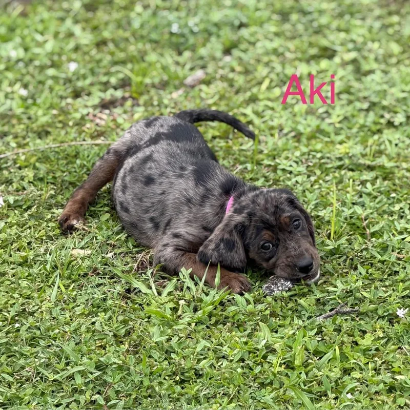 Aki