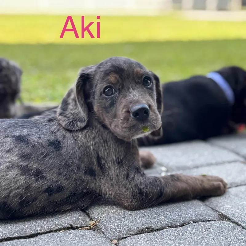 Aki thumbnail 4