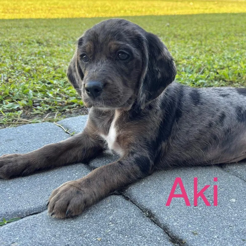 Aki thumbnail 6