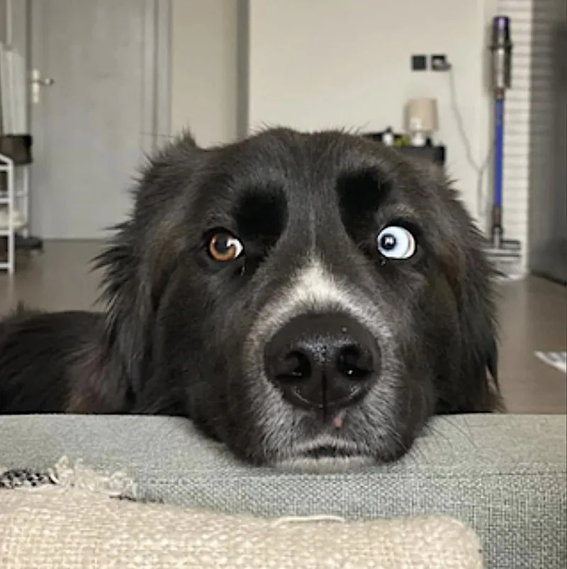 An adult large-sized male Siberian Husky dog named Ollie for adoption in Amherst, MA