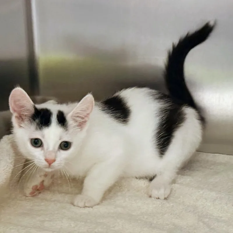 A baby small-sized female White Domestic Short Hair cat named Bunnie for adoption in Warrensburg, MO