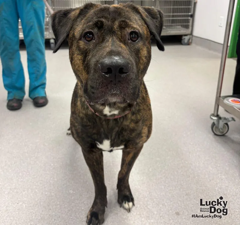 A young large-sized female Mastiff dog named Beauty for adoption in Washington, DC