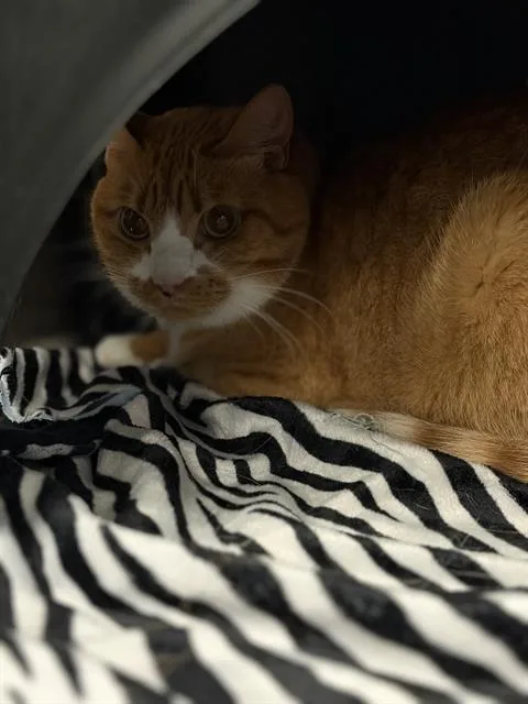 A senior small-sized female Domestic Short Hair cat named Otis for adoption in Dallas, TX