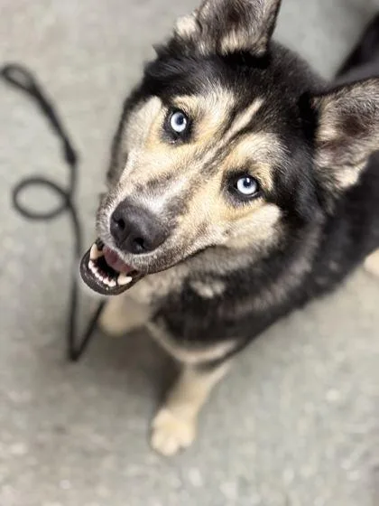 An adult large-sized male Siberian Husky dog named Beau for adoption in Shawano, WI