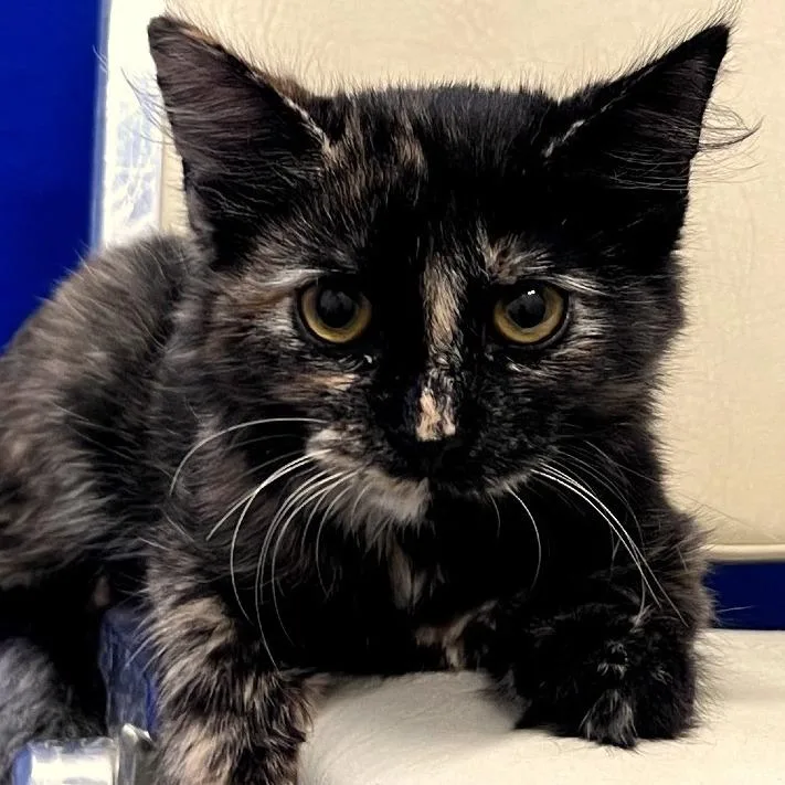 A baby small-sized female Torbie Domestic Short Hair cat named Petunia for adoption in Los Angeles, CA