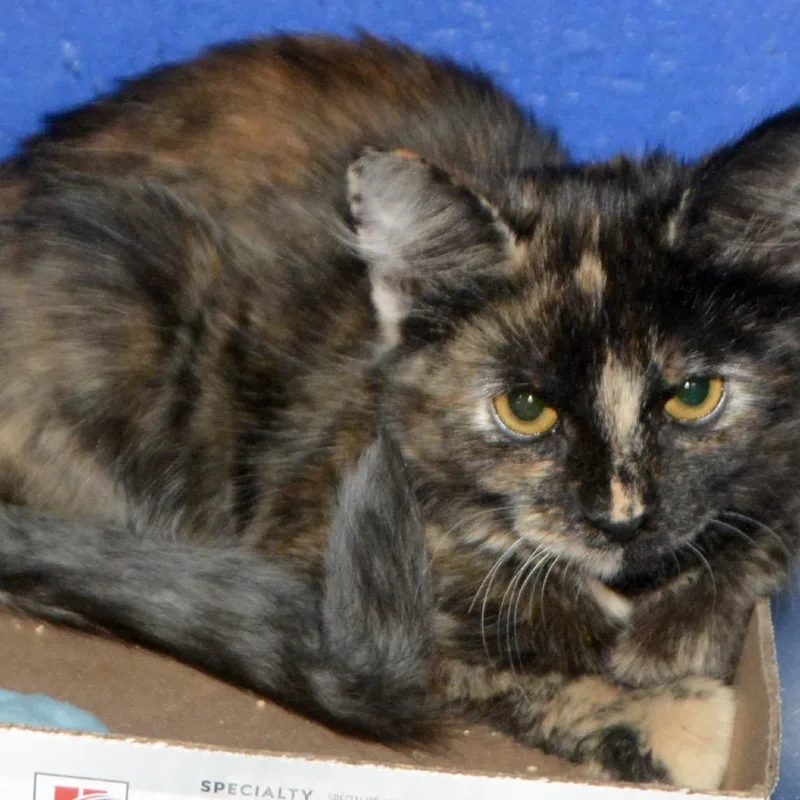Petunia thumbnail 2