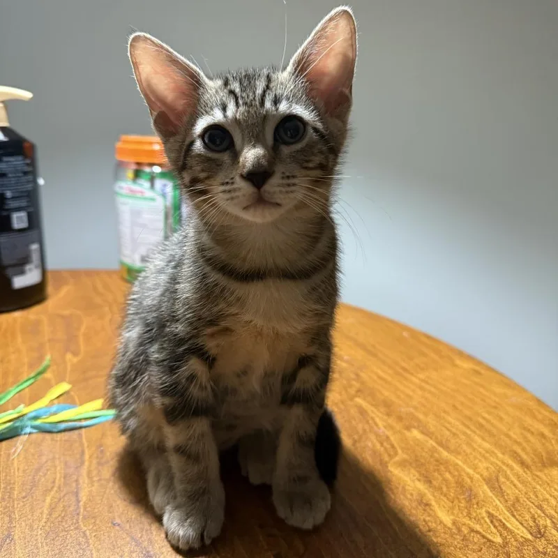 A baby small-sized male Brown / Chocolate Domestic Short Hair cat named Benjamin for adoption in New Port Richey, FL