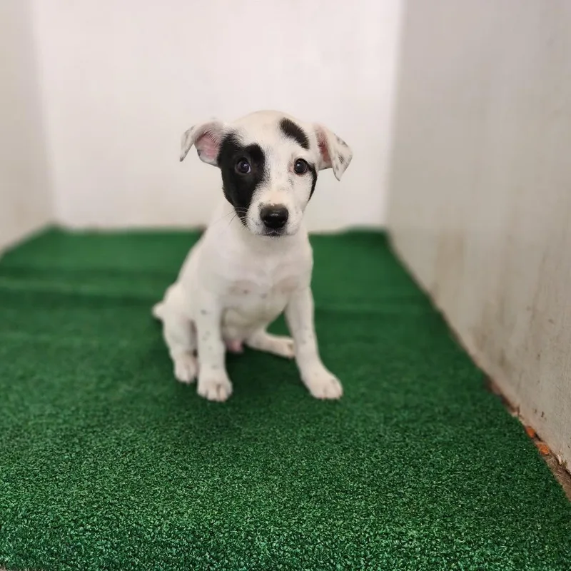 A baby medium-sized male White / Cream Mixed Breed dog named Raynor for adoption in Boaz, AL