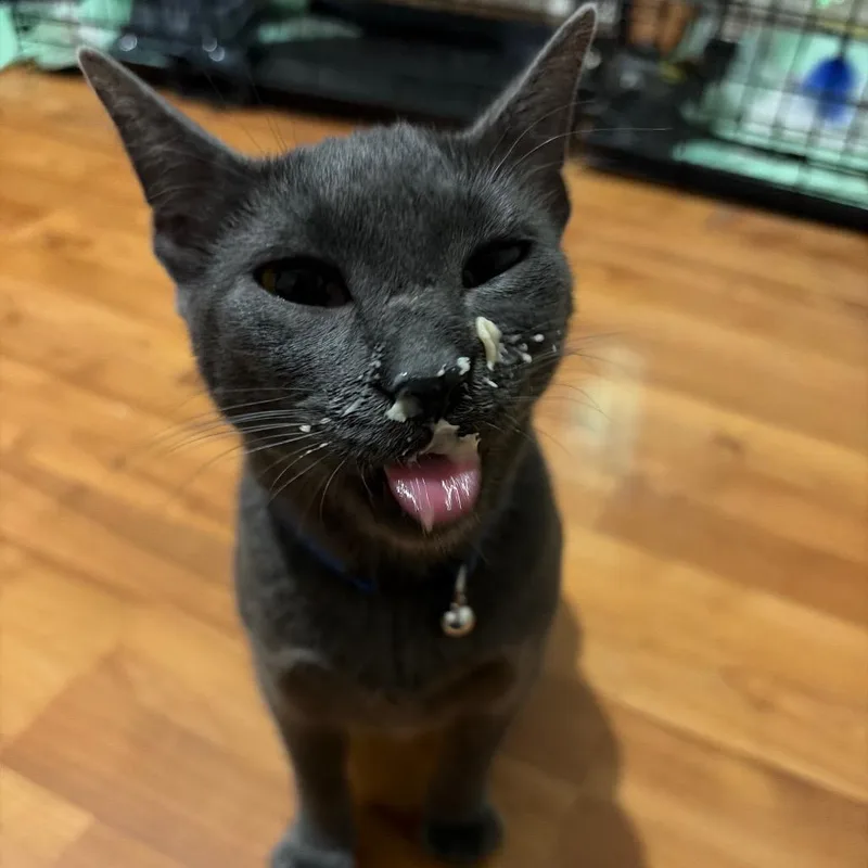 A young medium-sized male Gray / Blue / Silver Domestic Short Hair cat named Blinker Fluid for adoption in Beulaville, NC