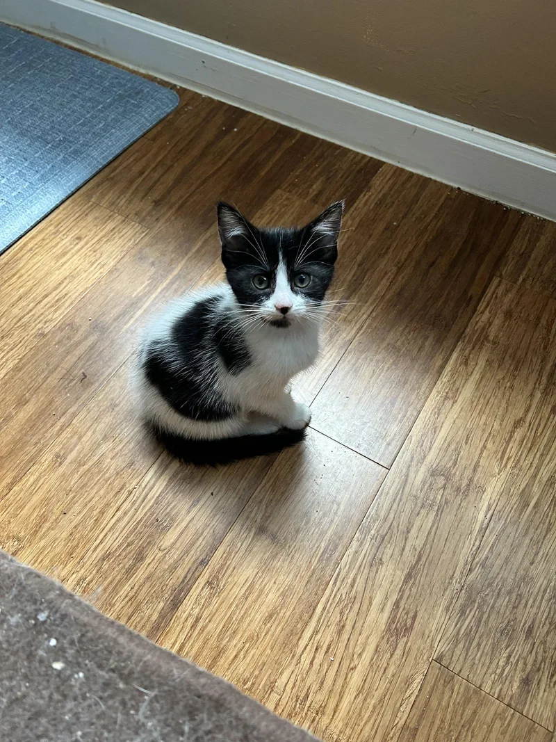 A baby medium-sized female Black & White / Tuxedo Domestic Short Hair cat named Mackinaw Fudge for adoption in Walled Lake, MI