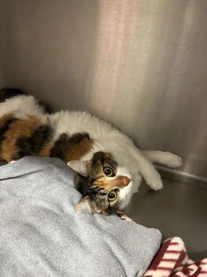 An adult large-sized female Domestic Medium Hair cat named Wendy for adoption in Lafayette, IN